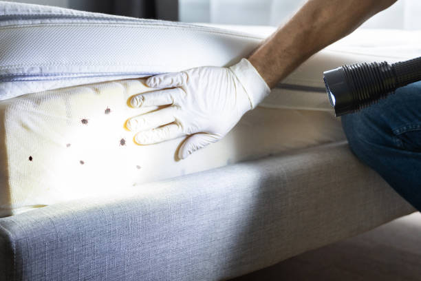 Best Affordable Pest Control Services  in Incline Village, NV