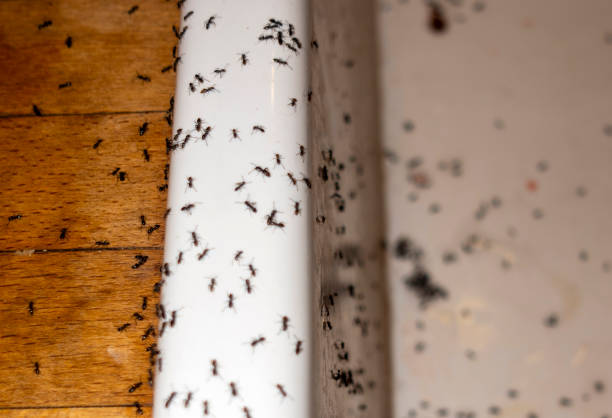Best Pest Control for Businesses  in Incline Village, NV